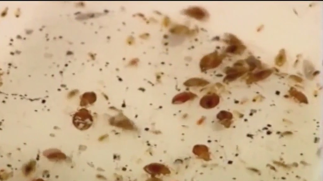 Orlando among top cities with most bed bugs: study
